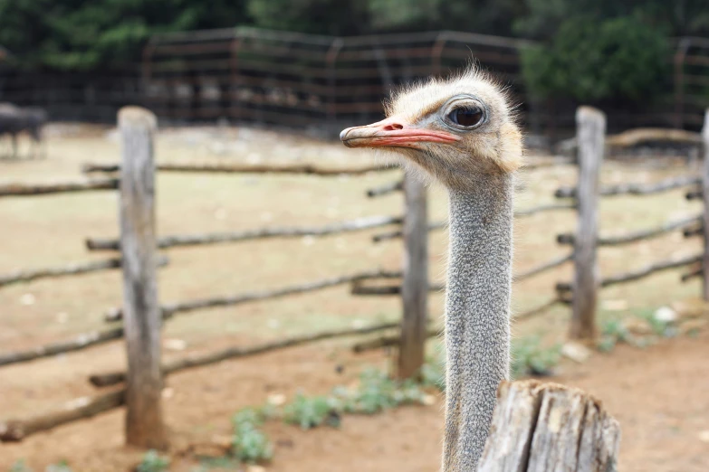 an ostrich stands close to a fence near a wooden fence