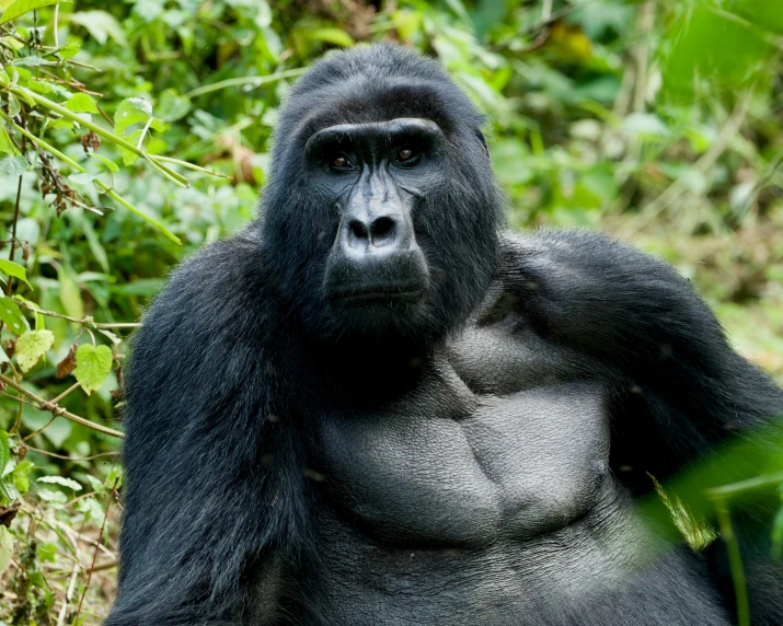 a gorilla sitting in the middle of a jungle