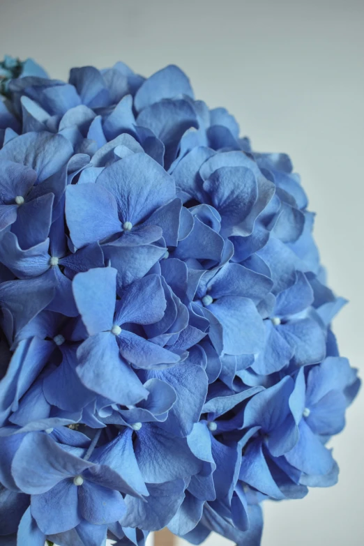 a blue flower on top of a wood pole