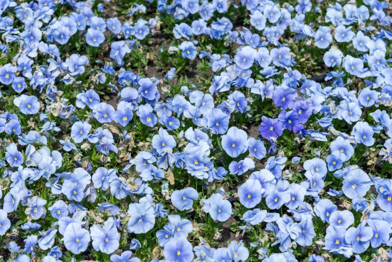some blue and white flowers in a field