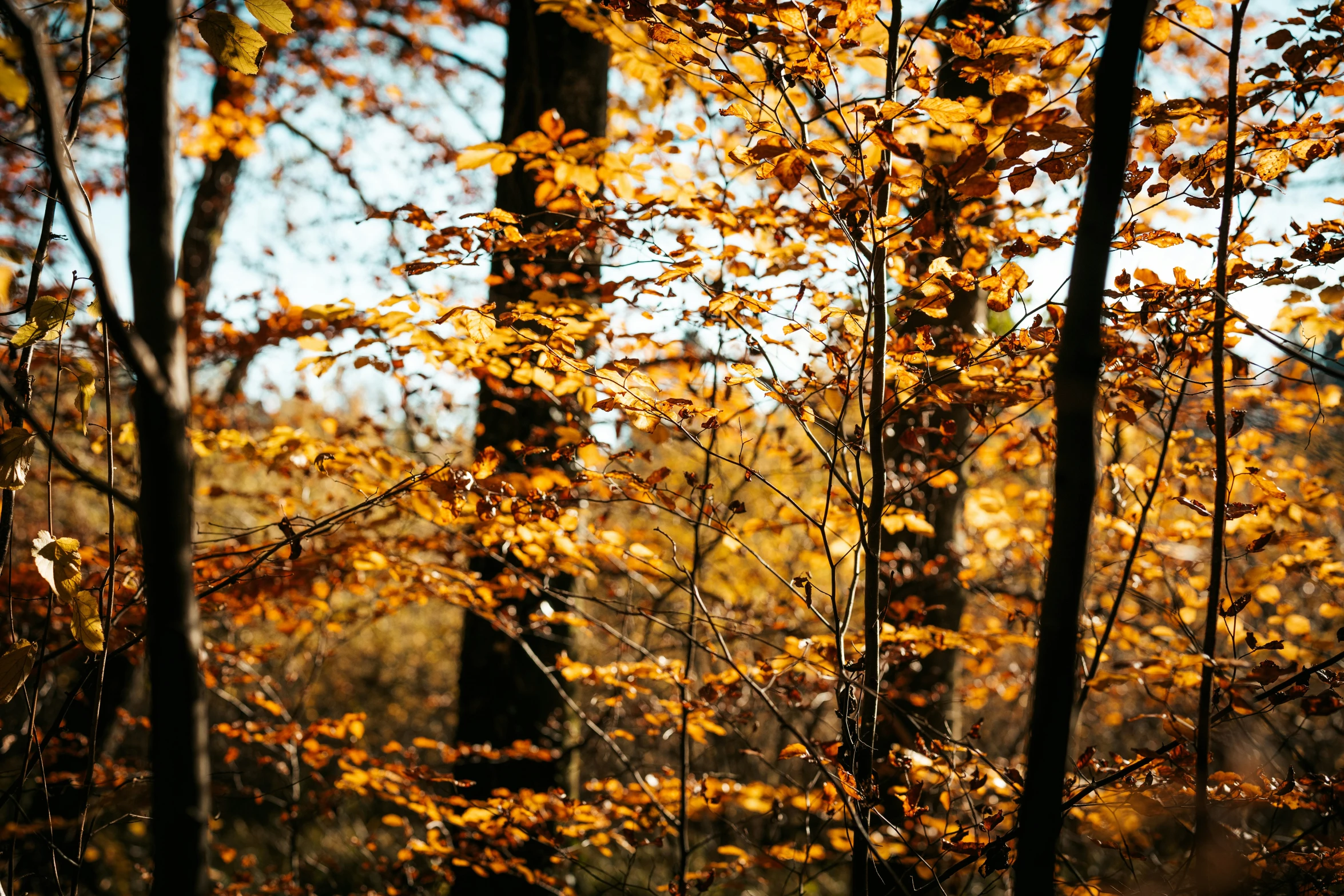 a couple of small yellow trees in a field