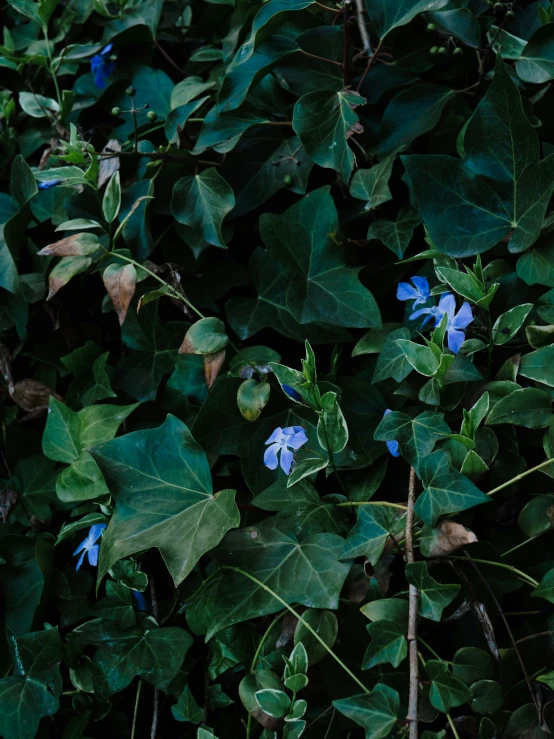 several blue flowers growing on a lush green plant