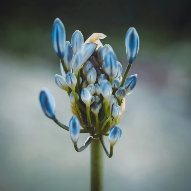 this is a close up image of a plant