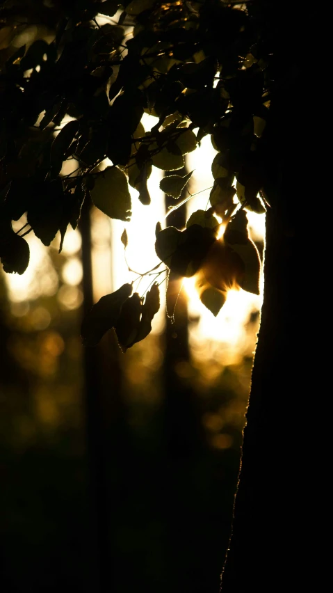 the sun is setting behind a tree that has green leaves on it