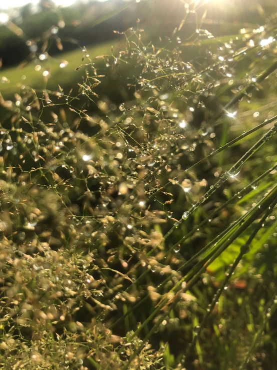 closeup image of green grass with dew on the grass