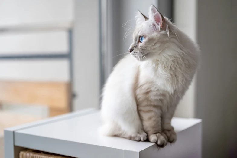 a white cat sitting on top of a window sill