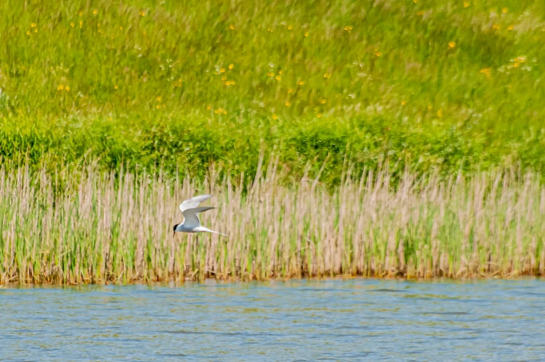 a bird flies by some reeds next to a body of water