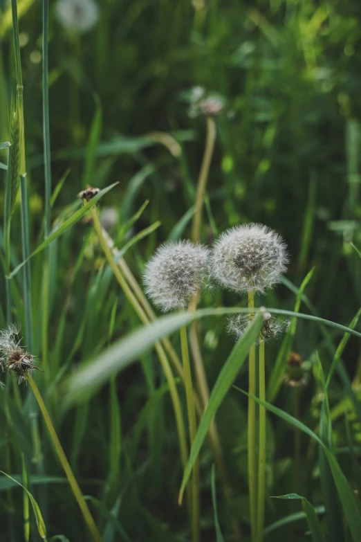 some very pretty flowers that are in the grass