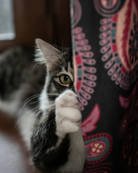 a cat is peeking through the curtains of a chair