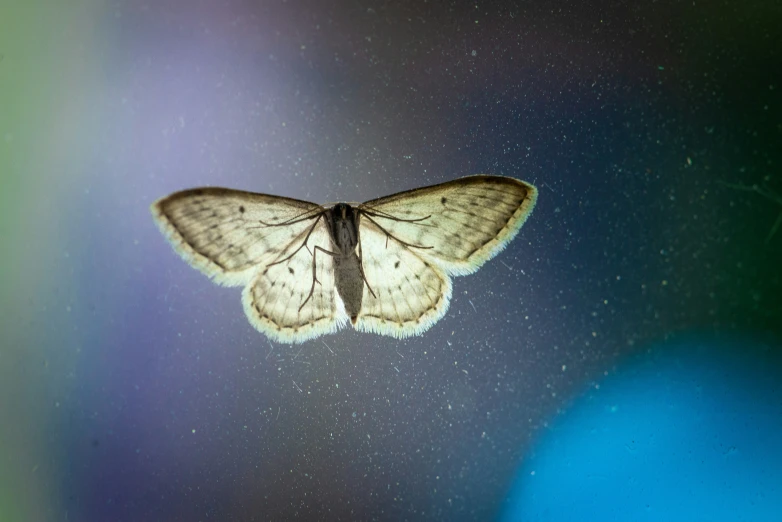 a erfly sitting on top of a window sill