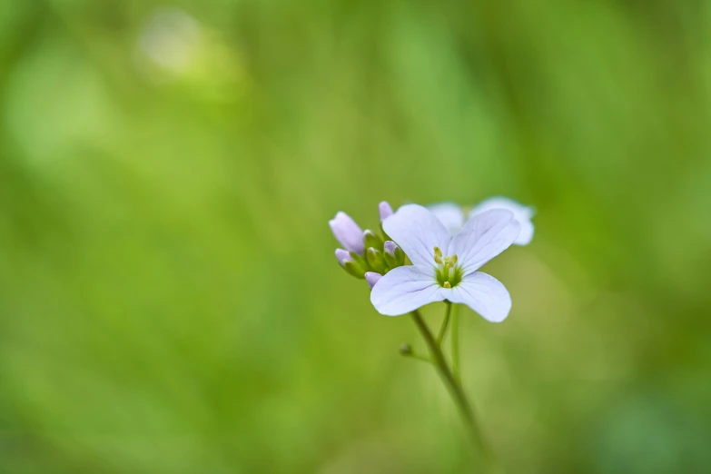 some white flowers blooming through the green grass