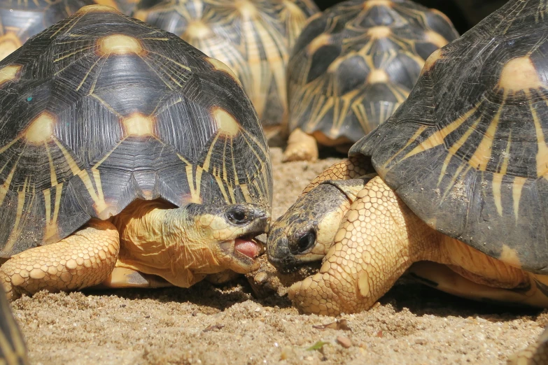 a small tortoise licking another turtle's head in the dirt