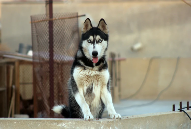 a husky dog with his tongue out on a ledge
