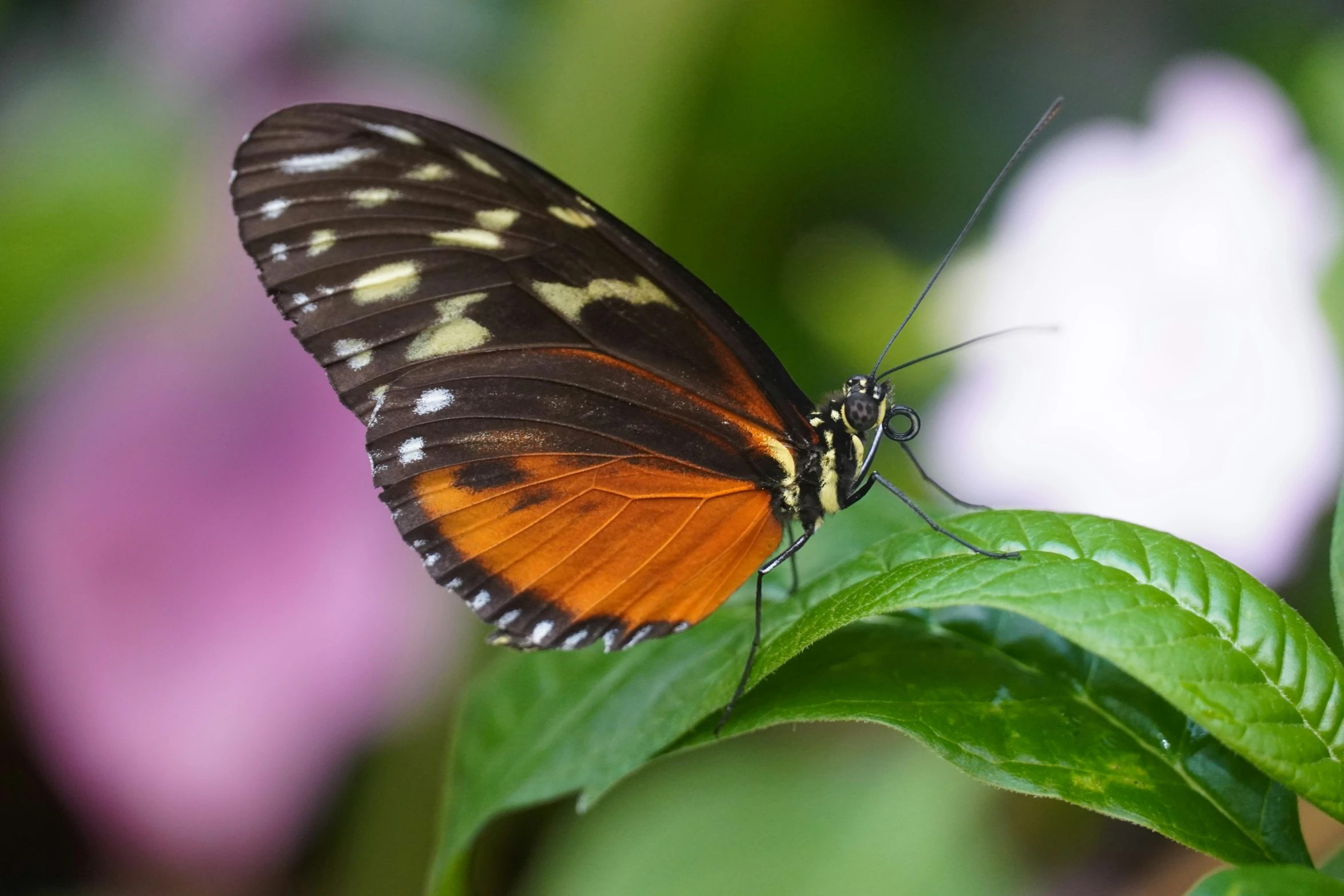 a erfly with colorful markings is resting on a leaf