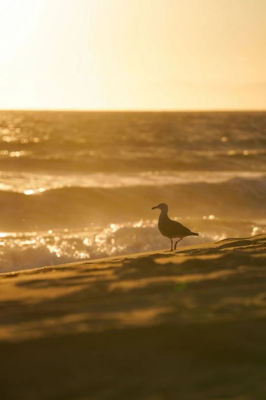 a bird sitting on the beach at sunset