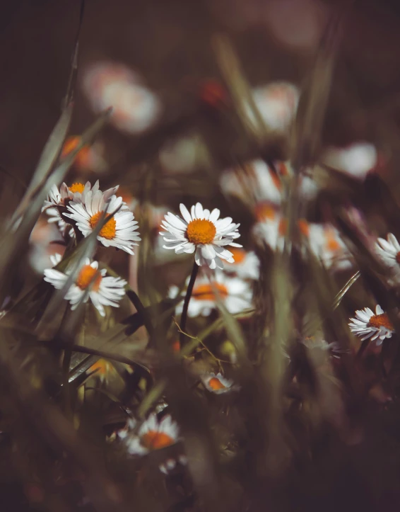 the flowers are in bloom in the grass