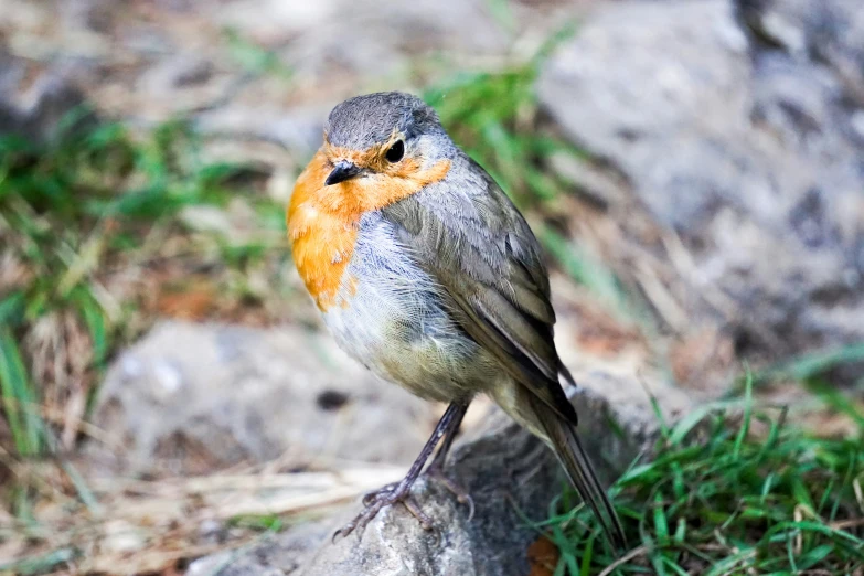 a bird standing on the side of a rock