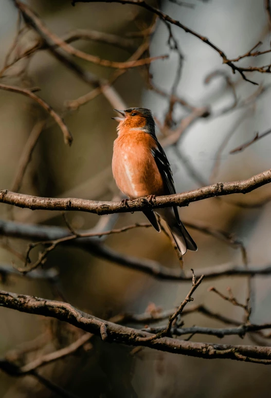 a bird sitting on a tree nch looking around