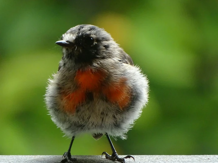 a tiny bird sitting on a ledge with a blurry background