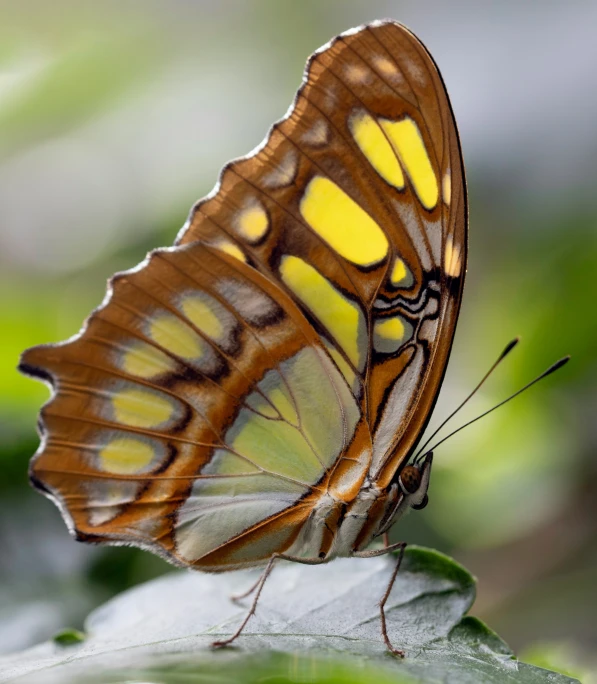 a erfly with yellow stripes on its wings sits atop a green leaf