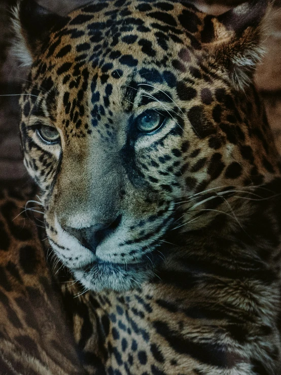 close up of a large leopard's face with spots all over it