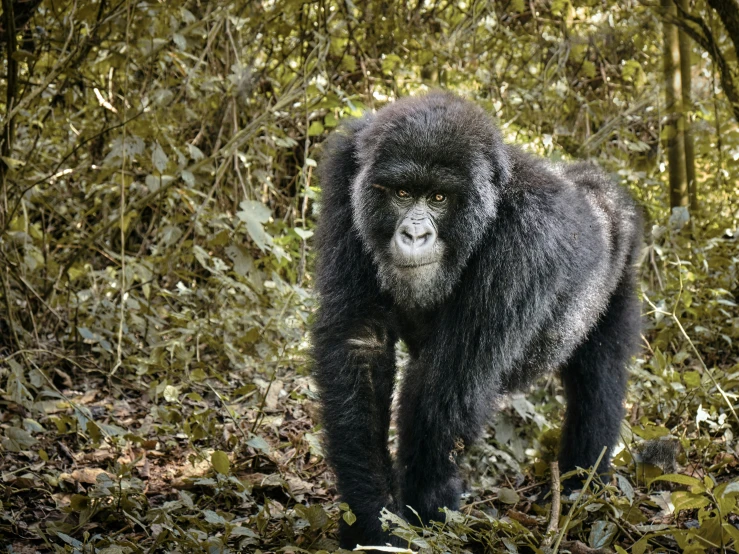 the large gorilla has long hair and is walking in the wild