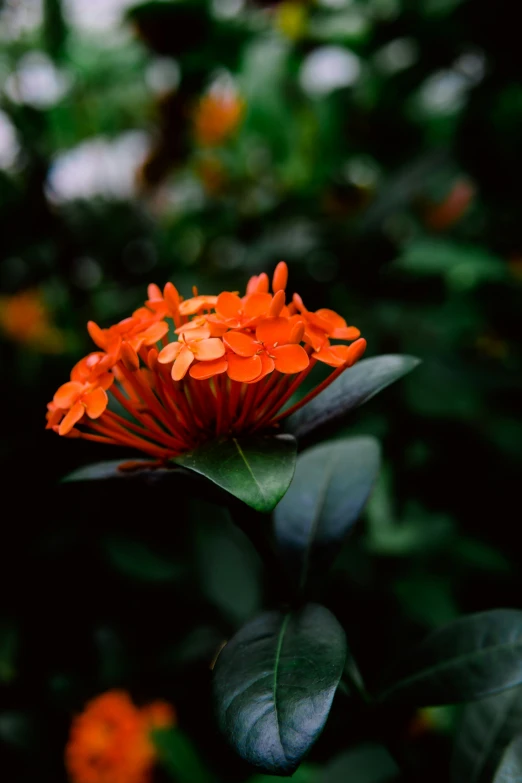 a bright red flower with green leaves