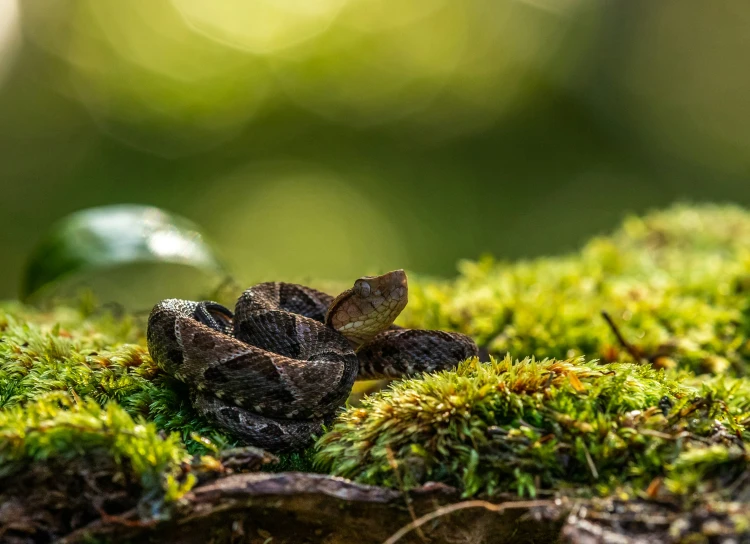 two small lizards one is sitting on a mossy surface