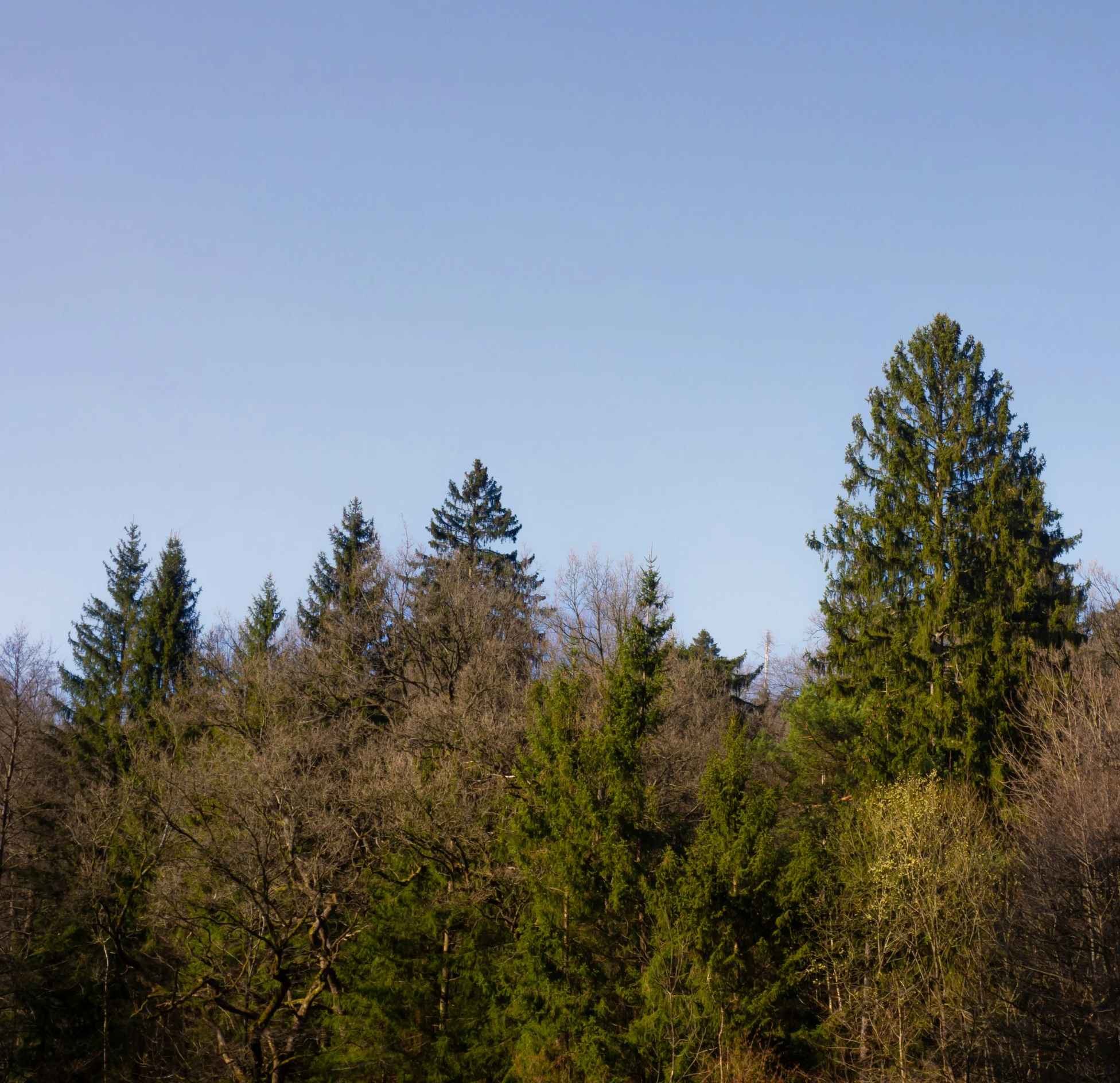 some trees and grass by the sky and clouds