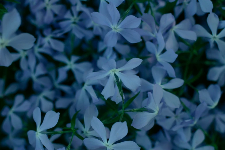 a bunch of pretty flowers in a blurry picture