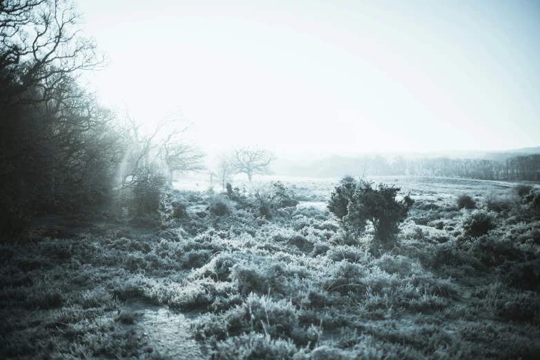 a black and white po shows fog in the air over a forest