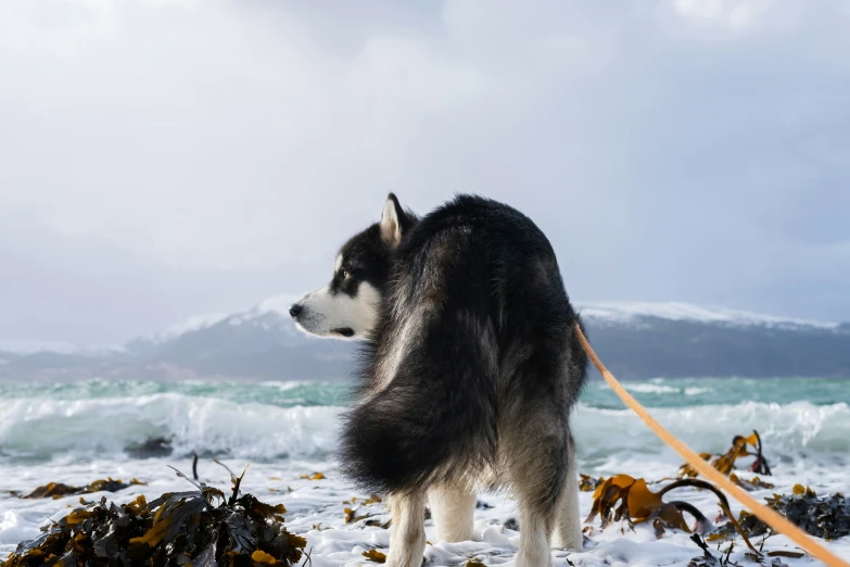 the husky is walking by the water with a leash