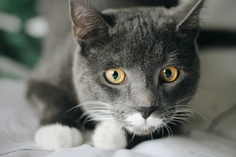 a cat laying on top of a white bed