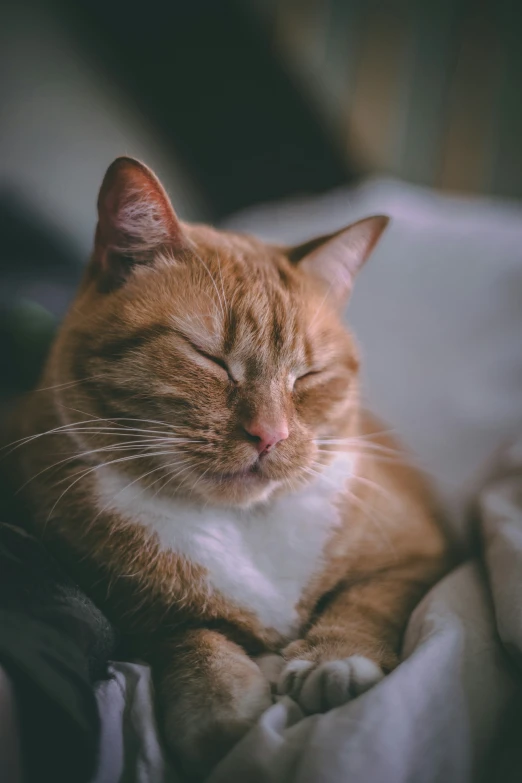a yellow tabby cat sleeping while laying on top of the bed