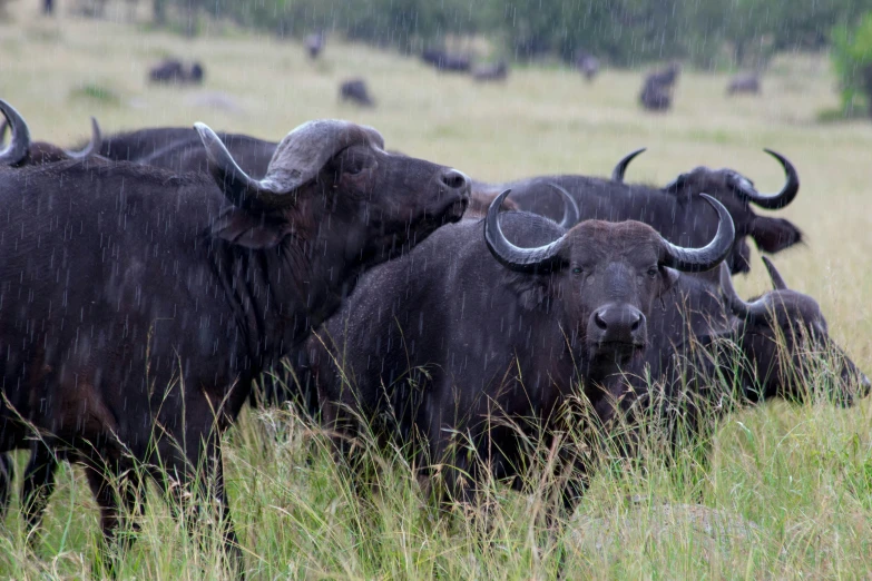 herd of bulls with large horns in grassy area