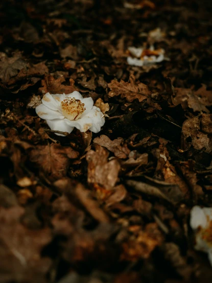an object in the ground with fallen leaves