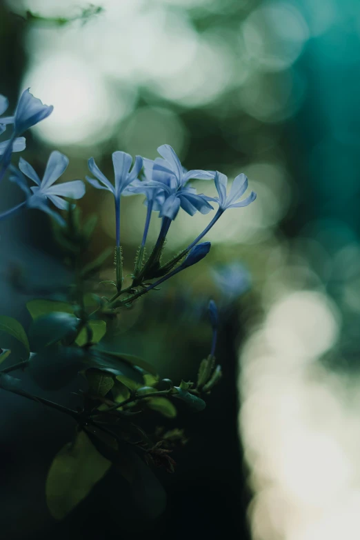 some flowers are shown in the light