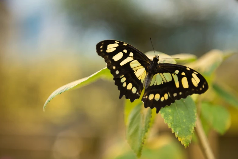 a black erfly sits on a green leaf