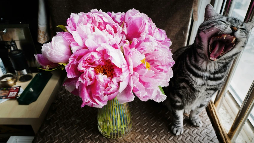 a cat standing next to a vase with flowers