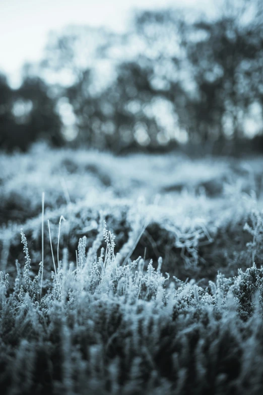 some icey green plants that are growing out of the snow