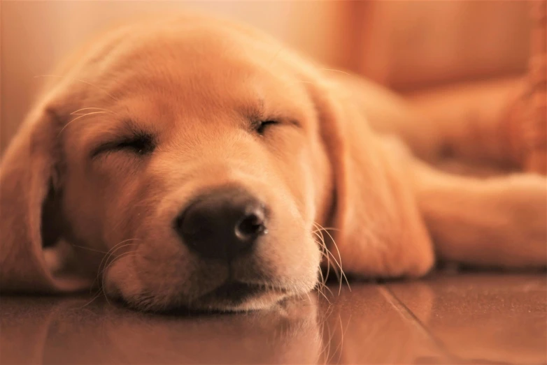 a puppy sleeps while curled up with his head on the floor