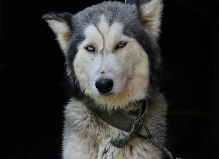 a gray and black husky dog wearing a harness