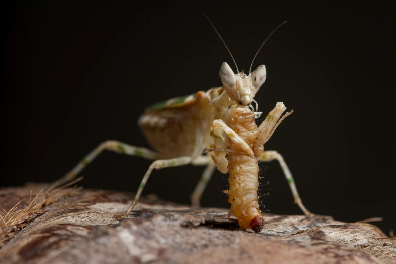 a close up of a bug on a person