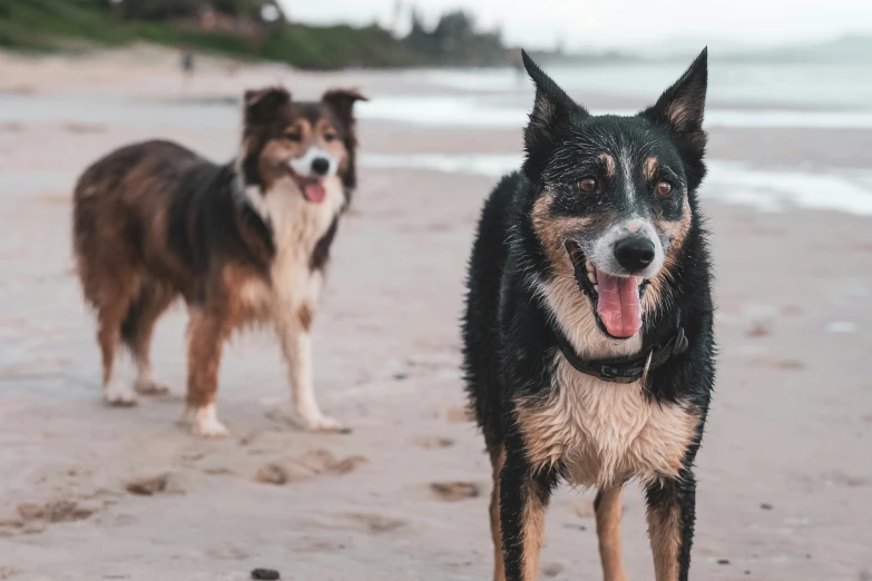 two dogs standing on a beach with their tongue out