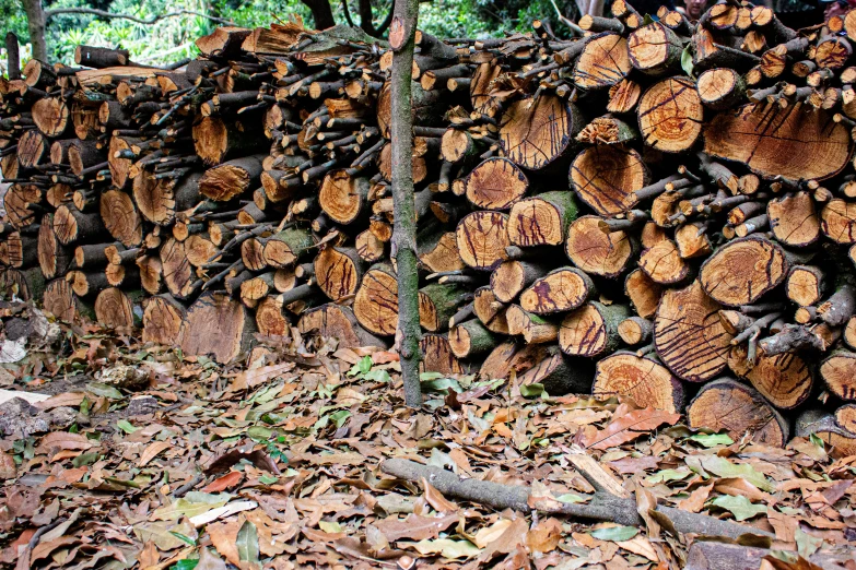 the tree logs have been cut to make a wall