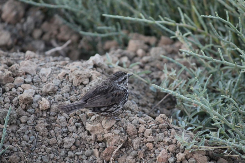 a little bird on the rocks near bushes