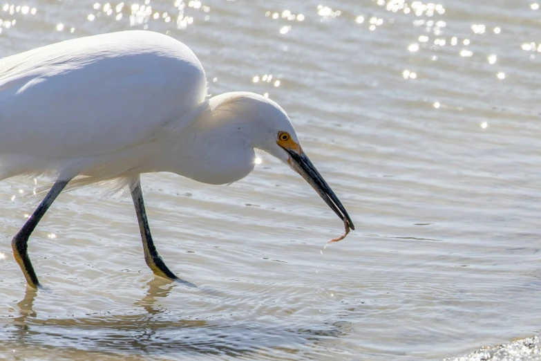 a close up of a bird standing in water