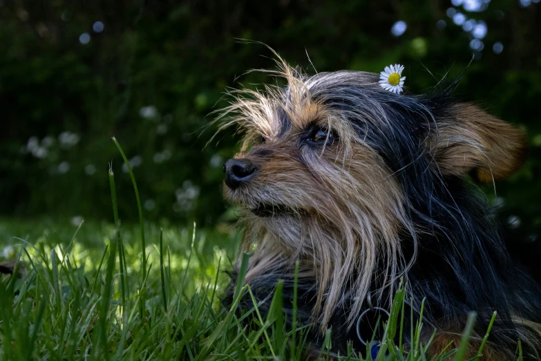 a dog sits outside on the grass with a daisy in its mouth