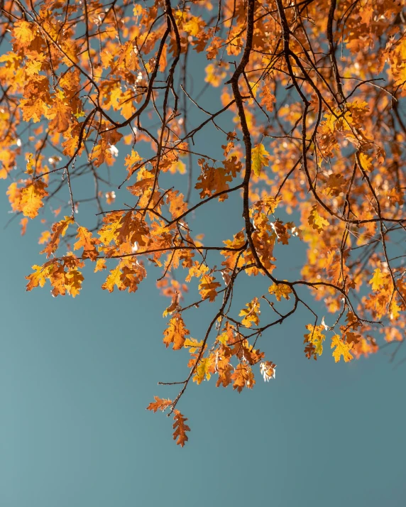 some yellow leaves are shown against the blue sky