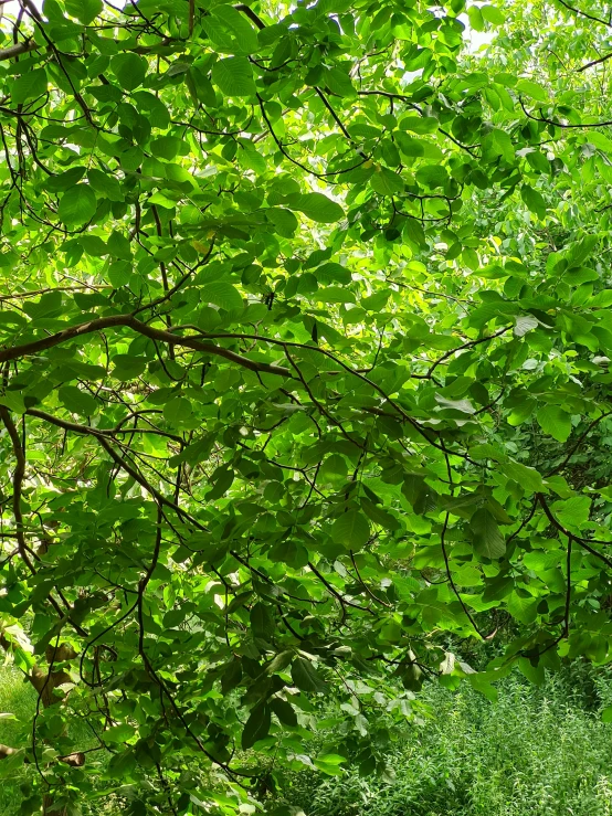 a white bench and green tree leaves in a park